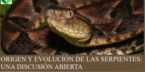 Origen Y Evolución De Las Serpientes Una Discusión Abierta Attalea