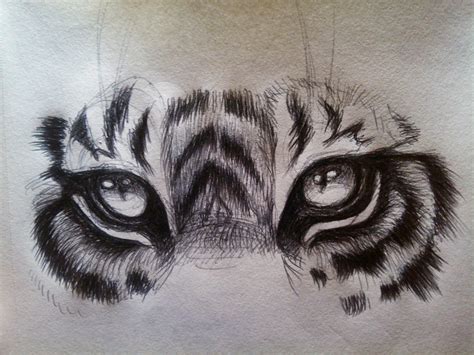 Tiger Eye Sketch At Explore Collection Of Tiger