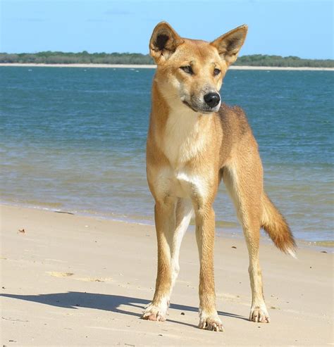 A Dingo On The 70 Mile Beach On Fraser Island Australian Animals