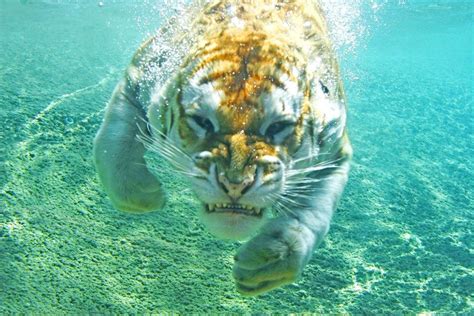 This Picture Of A Tiger Swimming Underwater Gets An Equally Ferocious