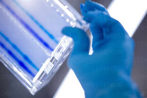 Researcher With Tray Filled With Dna Sequencing Gel In Laboratory Stock