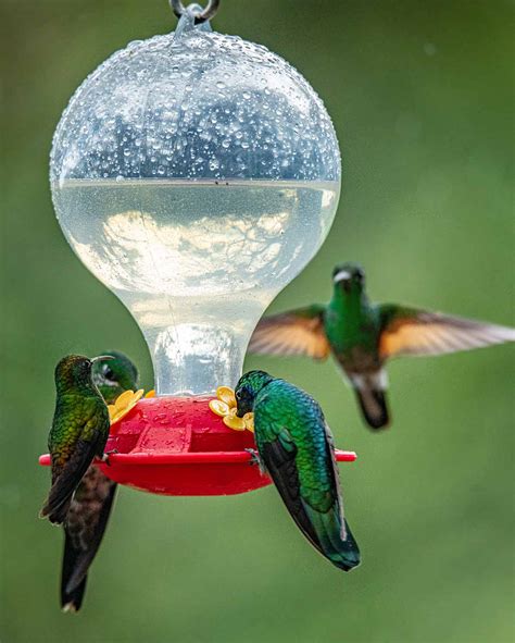 How To Make Hummingbird Nectar Leites Culinaria