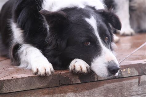 Knotty Pine Ranch Male Border Collie For Adoption
