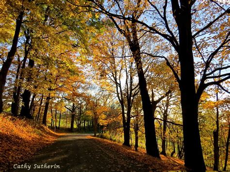 1080p Free Download Back Roads In Autumn Forest Fall Trails