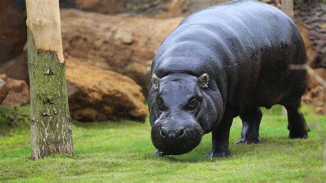 Pygmy Hippos Zoological Society Of London Zsl
