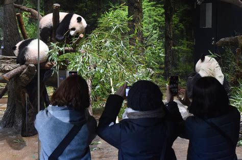 Twin Panda Cubs Debut At Tokyo Zoo Woo Devoted Fans Ap News