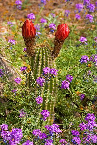 California Torch Cactus Sonora Desertusamexico Desert Flowers