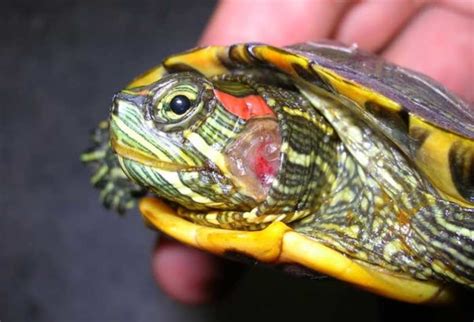 Emergency At Home Treatments For Red Eared Sliders