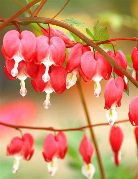 Valentine Red Bleeding Heart Bleeding Heart Flower Flower Aesthetic