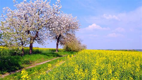 Wallpaper Germany Spring Nature Scenery Fields Flowers Blue Sky 1920x1200 Hd Picture Image