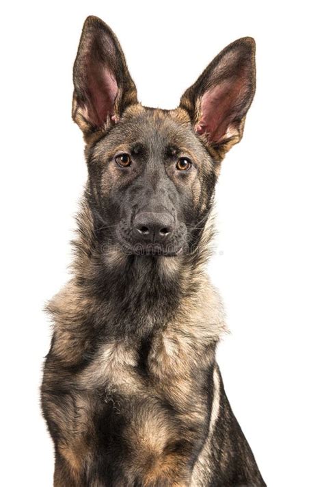 Pretty Young Dark German Shepherd Dog Portrait Stock Photo Image Of