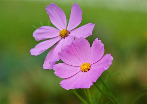 Light Purple Flowers Photograph By Edward Myers