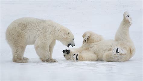 Polar Bears At Play Sean Crane Photography