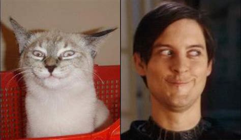 Cats Who Look Like Famous People 5 Tobey Maguire Comics And Memes
