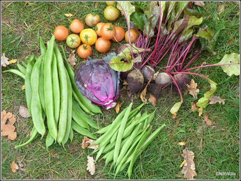 Marks Veg Plot Courtmoor Plot Update