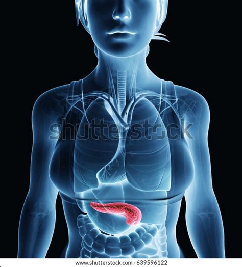 3d Rendering Female Pancreas Anatomy Stock Illustration 639596122