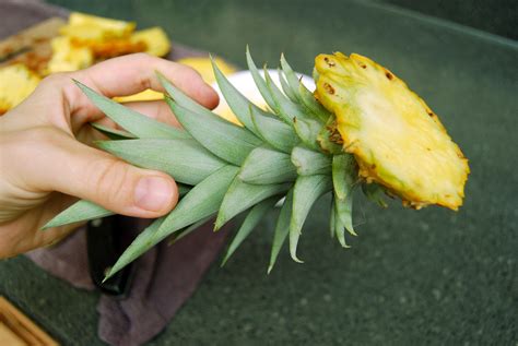 How To Grow Pineapple Growing Pineapple Plant In Containers Caring