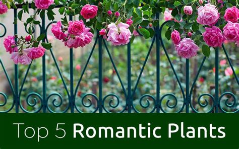 The Top 5 Romantic Flowers And Plants For Valentines Day