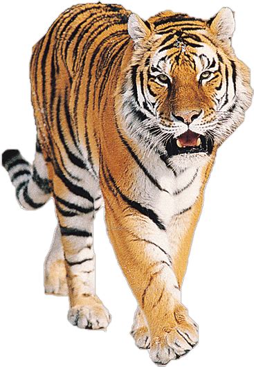 Png Tiger Face Transparent Tiger Facepng Images Pluspng