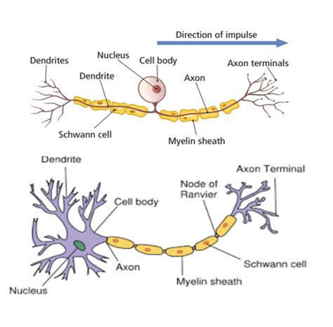 Lab Exam 3 Sensory And Motor Neurons Diagram Quizlet