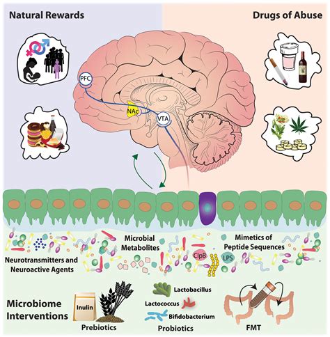 Microbiota‐gut‐brain Axis As A Regulator Of Reward Processes García‐cabrerizo 2021 Journal