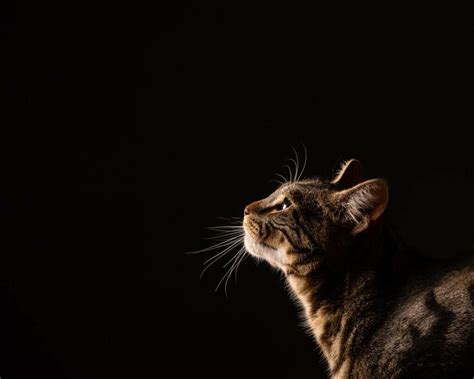 Cat Portraits Mark Hewitson Photography Of Thame Oxfordshire
