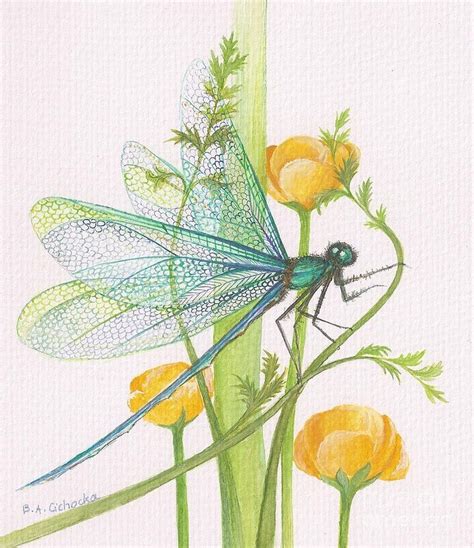 Sheer Wings By Barbara Anna Cichocka Dragonfly Painting Dragonfly