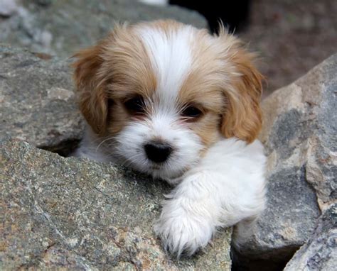 Cocker spaniel mix breeds are some of the most saught after breeds of dog. Cavachon, Cavalier King Charles Spaniel and Bichon Frise ...