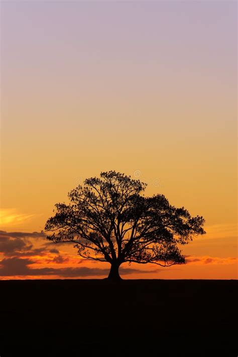 Sunset Tree Silhouette 2 Stock Image Image Of Sunset 9120487