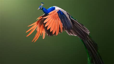 Colorful Beautiful Peacock In Green Background Hd Peacock Wallpapers