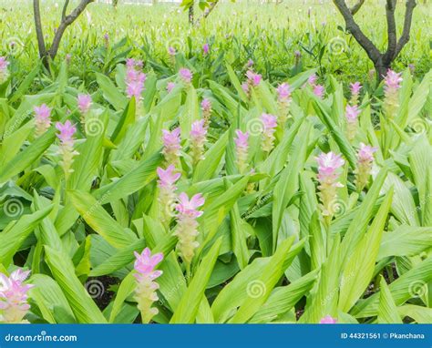 Curcuma Alismatifolia Or Siam Tulip Stock Image Image Of Thai Grow