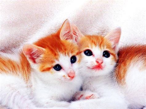 Beautiful Naughty Cats Wallpapers ~ Wallpapers Pictures Fashion