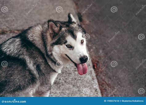 A Female Malamute With Beautiful Intelligent Brown Eyes Portrait Of A