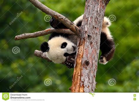 Funny Panda Bear Comical Young Panda Bear On The Tree Lying Cute