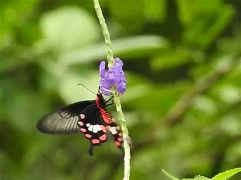 What flowers do butterflies like to eat. What do butterflies eat? - YouTube