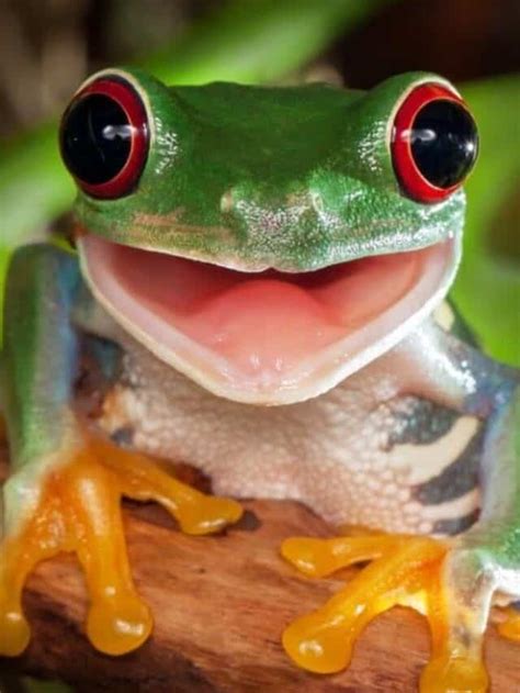 Discover The 10 Cutest Frogs In The World