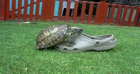 Tortoise Having Sex With A Shoe Videos Metatube