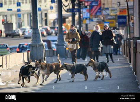 Stray Dogs In Moscow Stock Photo Alamy