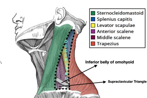 Head And Neck Anatomy Posterior Triangle