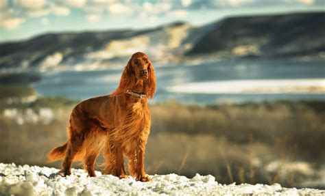 Top 10 Large Long Haired Dog Breeds Canine Weekly