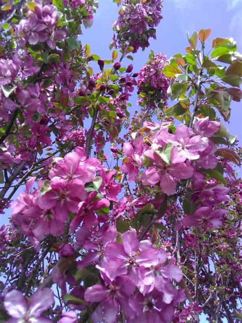 Red Baron Crabapple