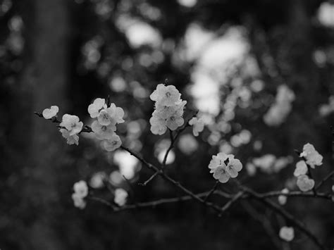 Black And White Nature Cherry Blossom Wallpaper - black wallpaper