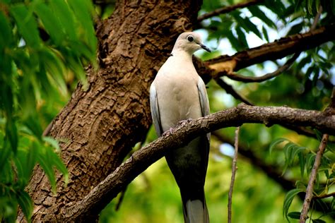 Fotos Gratis Pájaro Pico Ecosistema árbol Fauna Silvestre Rama
