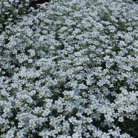 Snow In Summer Seeds Cerastium Ground Cover Seed