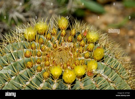 Blue Barrel Cactus Ferocactus Glaucescens Saguaro National Park
