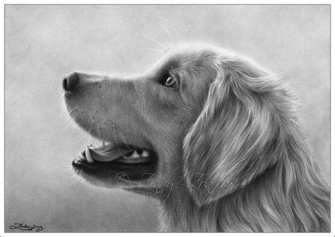 Golden Retriever Cute Dog Portrait Animal Sweet Puppy Pet Canine Zindy