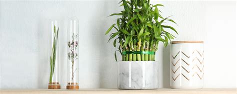 It famously known to be it will bring luck and positive energy to the owner. Lucky Bamboo Care Guide: Growing Tips + Facts - ProFlowers ...