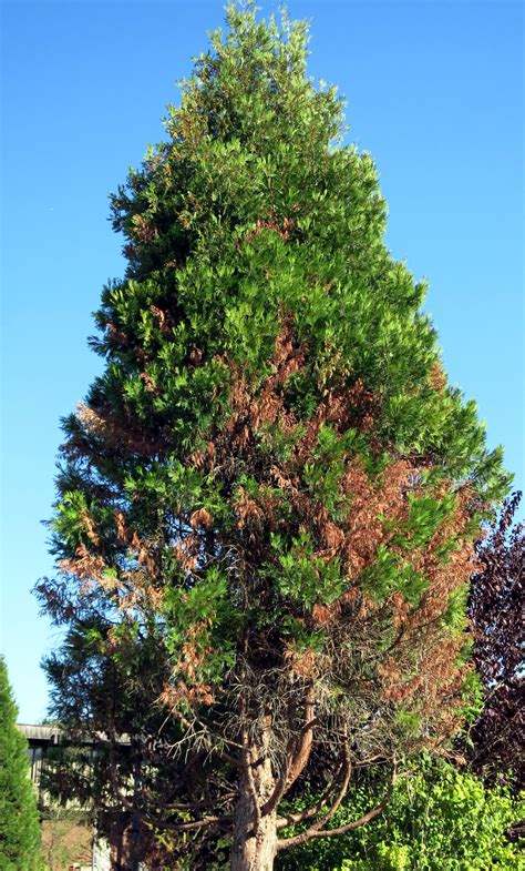 See Pine Pinus Spp Tip Blight Cause A Branch Dieback Of Incenses