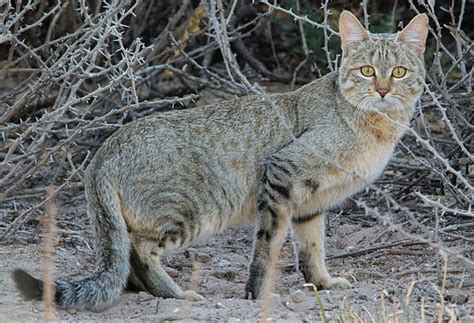 Like the margay, ocelot, and many other small wild cats, this one is also related to domestic cats. Felis silvestris cafra - Wikipedia, la enciclopedia libre