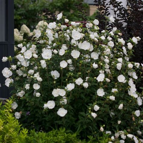 Hibiscus Syriacus White Chiffon® Notwoodtwo Pp12612 From Nvk
